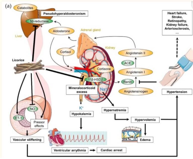 Licorice intake, the renin-angiotensin-aldosterone-system and licorice ...