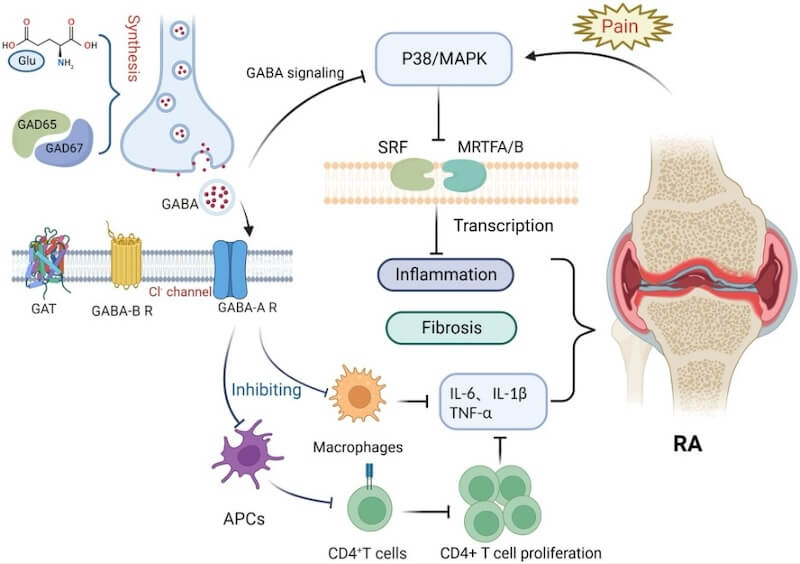 gaba and rheumatoid arthritis